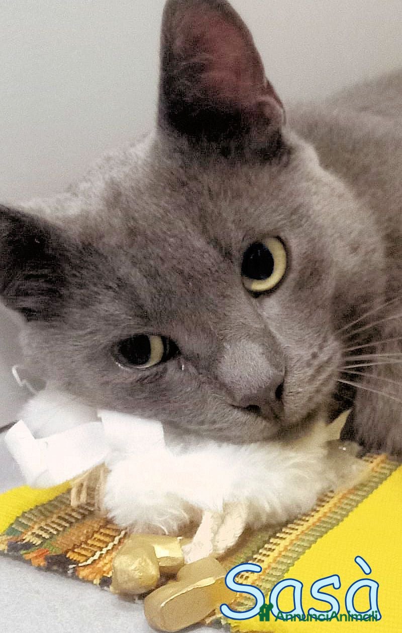 Certosino gatti SASA SIMILCERTOSINO   CERCA CASA - Annuncio 1