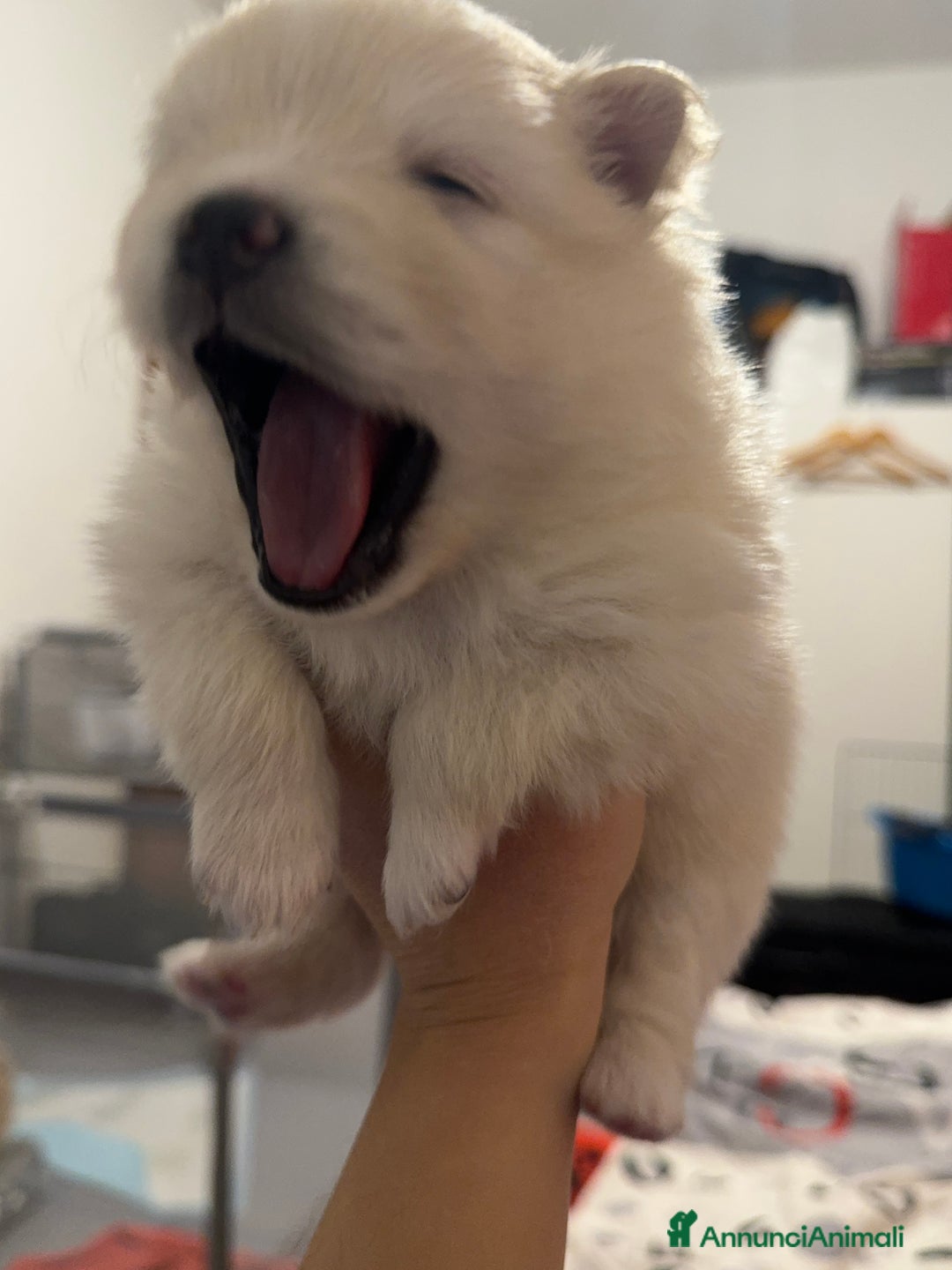 Volpino Pomerania cani in vendita: Volpini - Annuncio 3