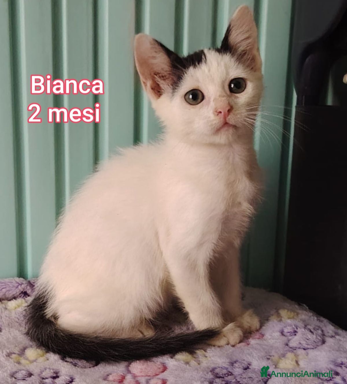 Altre razze gatti GATTINI ESCLUSI E SOLI  - Annuncio 1