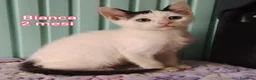 Altre razze gatti in regalo: GATTINI ESCLUSI E SOLI  a Città Metropolitana di Genova - Annuncio 1