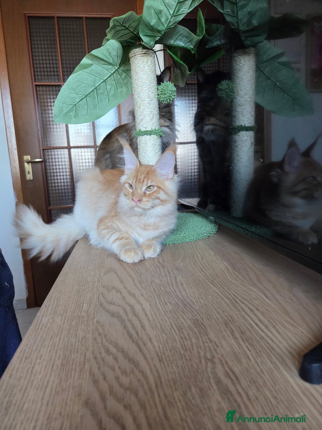 Maine Coon gatti in vendita: Ultimi 4 cuccioli Maine Coon - Annuncio 28