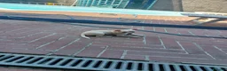 Chihuahua cani in vendita: Cucciolo maschio di chihuahua - Annuncio 2