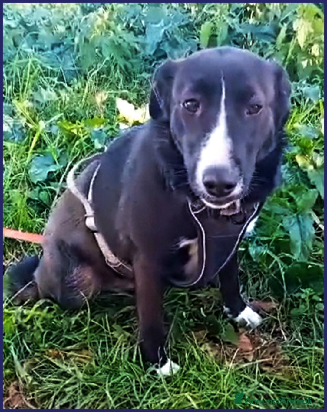 Meticcio cani in regalo: ALMA giovanissima dolce coccolona! - Annuncio 2