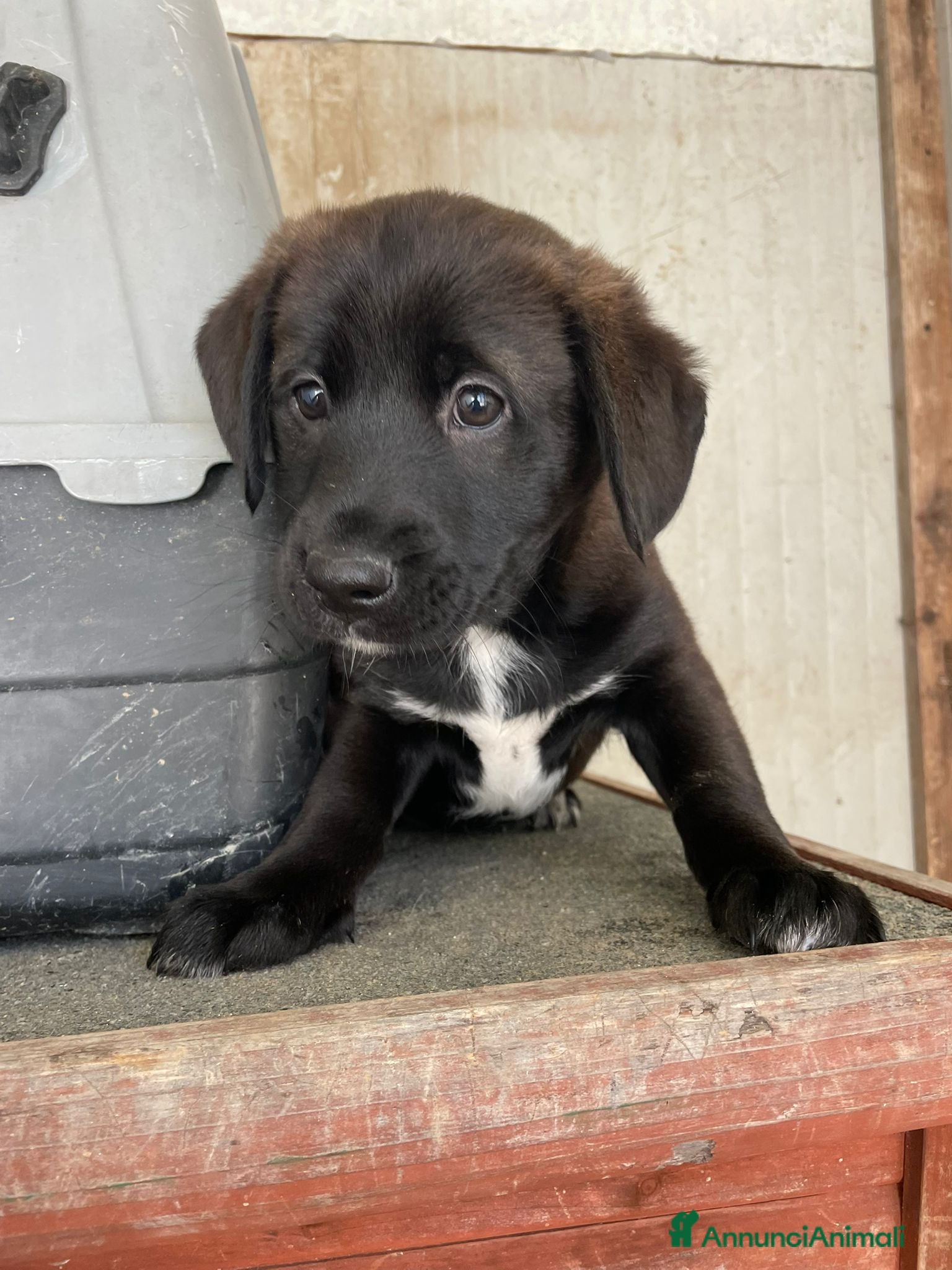 Labrador cani ADOTTA QUESTO BELLISSIMO CUCCIOLO SIMIL LABRADOR - Annuncio 4
