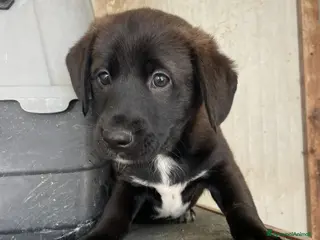 Labrador cani ADOTTA QUESTO BELLISSIMO CUCCIOLO SIMIL LABRADOR - Annuncio 27