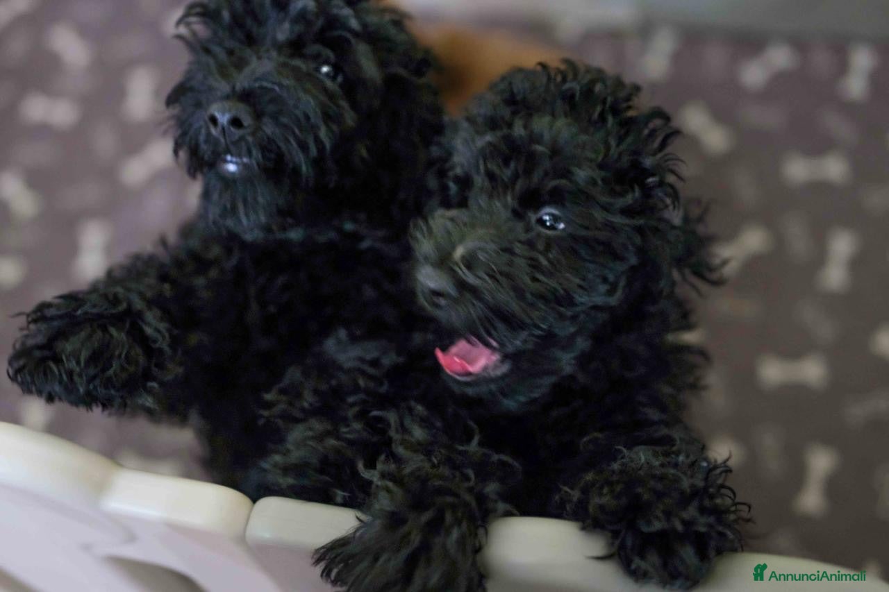 Barboncino cani Barboncino nano nero - Annuncio 3