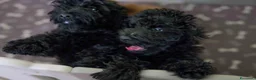 Barboncino cani in vendita: Barboncino nano nero a Provincia di Salerno - Annuncio 1