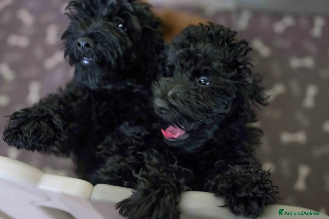 Barboncino cani in vendita: Barboncino nano nero a Provincia di Salerno - Annuncio 1