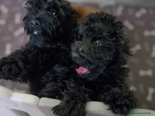 Barboncino cani Barboncino nano nero - Annuncio 10