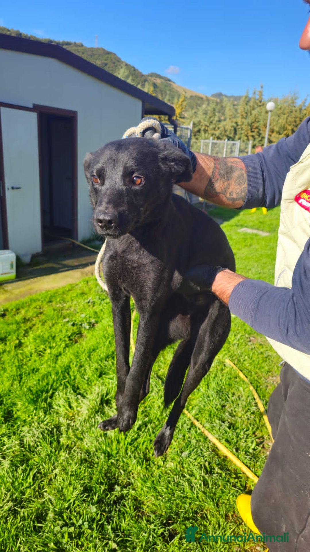 Altre razze cani in regalo: ercolino gigina e lilly - Annuncio 2