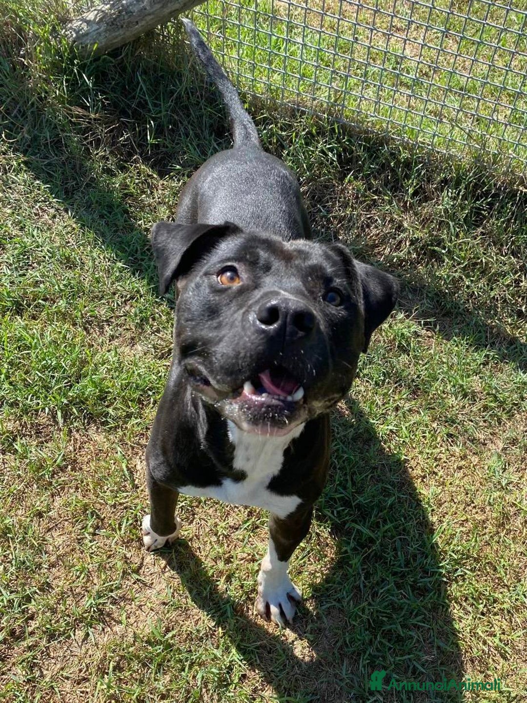 Pitbull cani in regalo: Tyson, meraviglioso Pitt - Annuncio 4