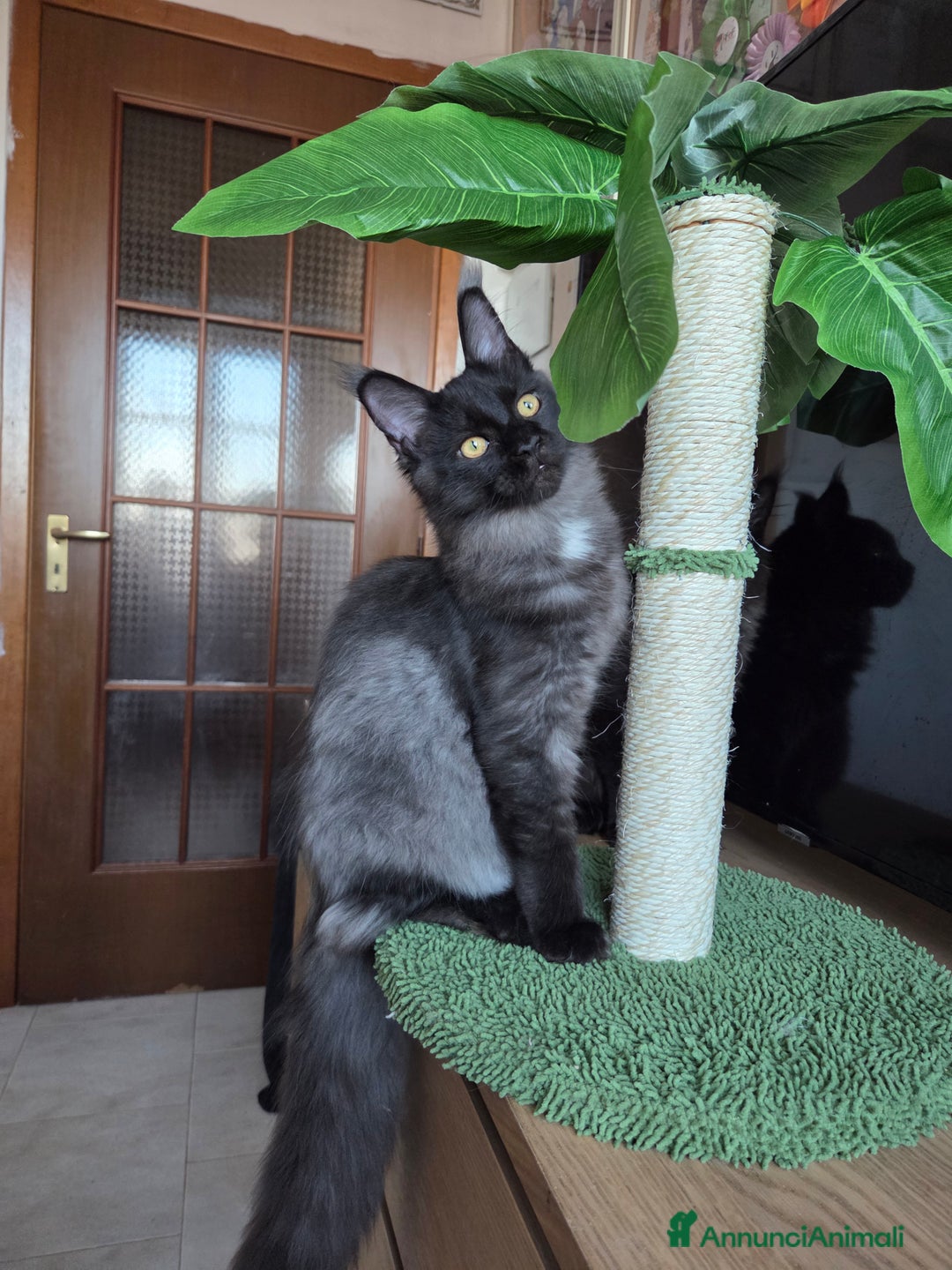 Maine Coon gatti in vendita: Maine Coon - 2 maschie e 1 femmina - Annuncio 15