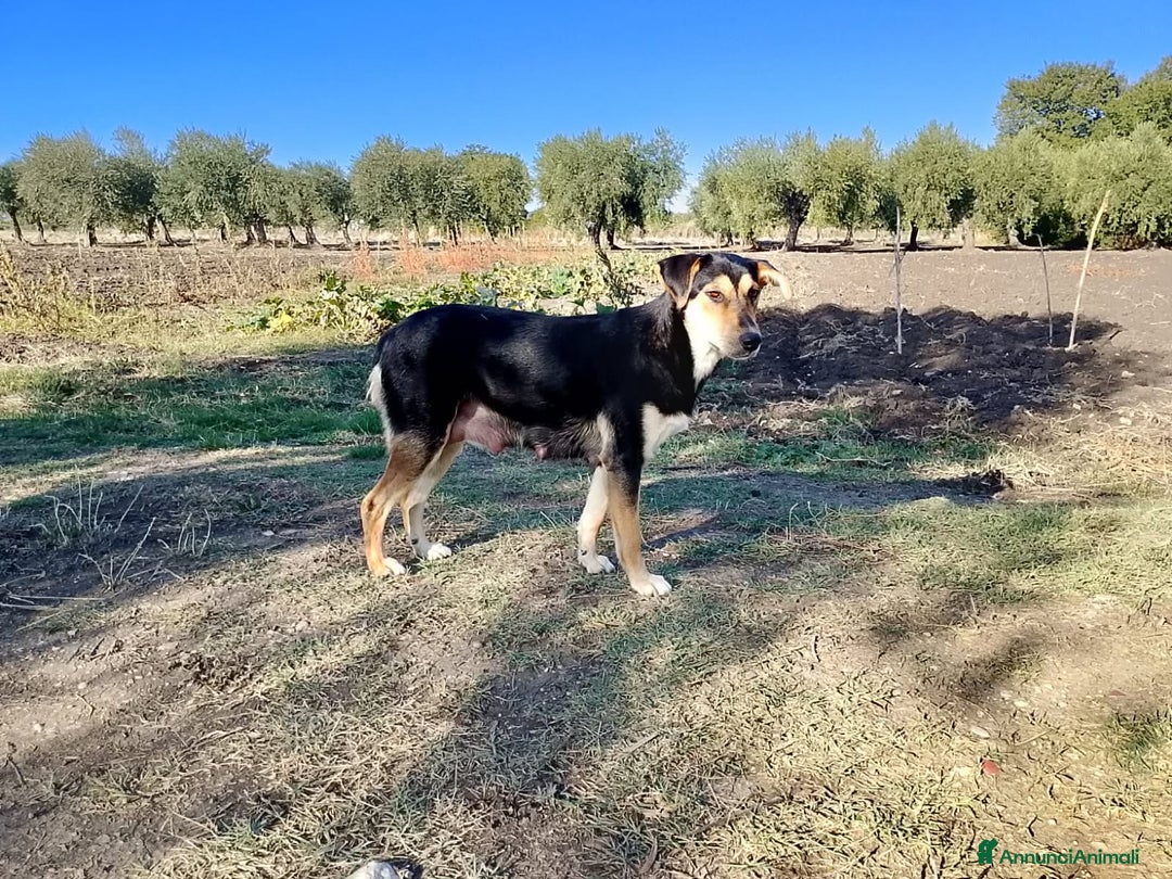 Altre razze cani in regalo: Maya, dolcissima, un anno  - Annuncio 4