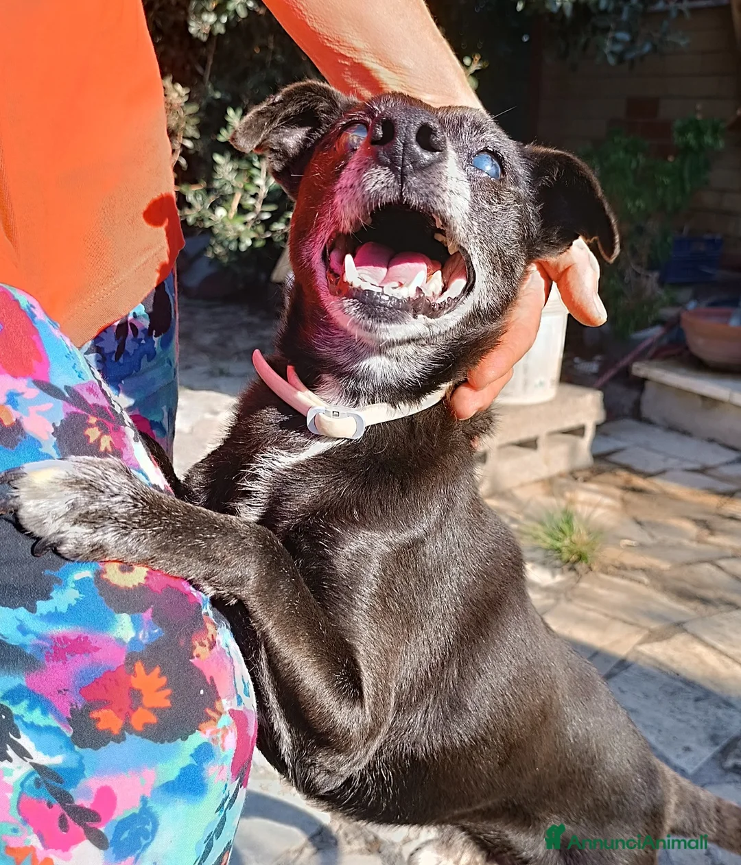 Meticcio cani in regalo: Bobby super adozione del ❤️ - Annuncio 6