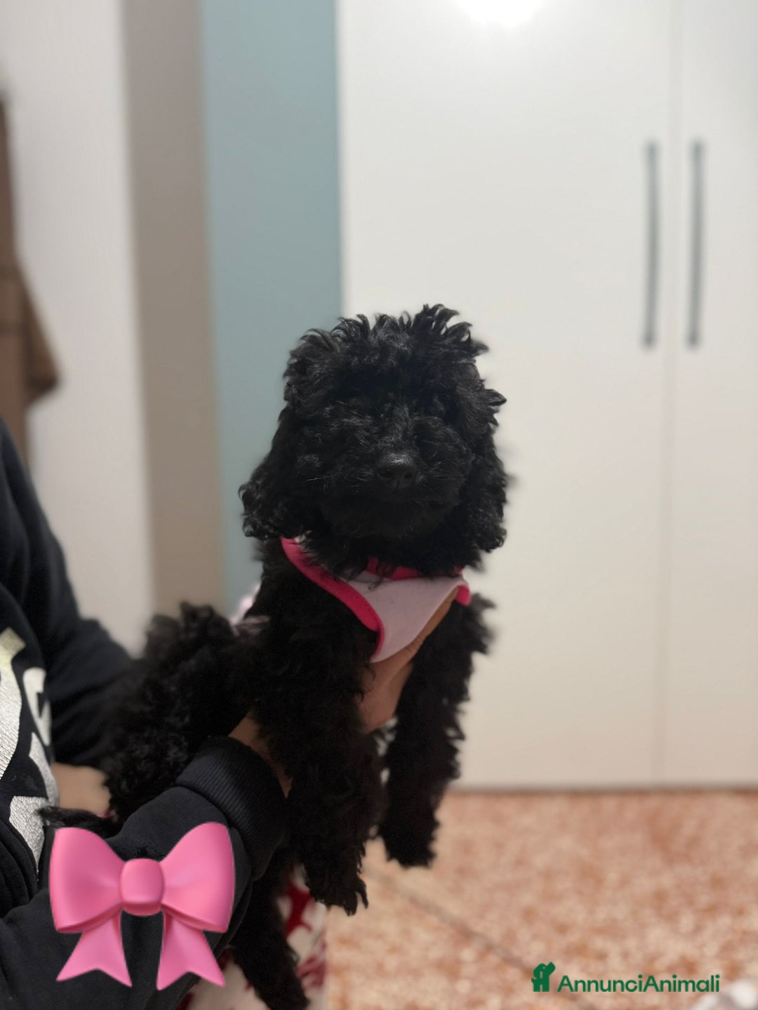 Barboncino cani in vendita: cucciola barboncino femminuccia  - Annuncio 6