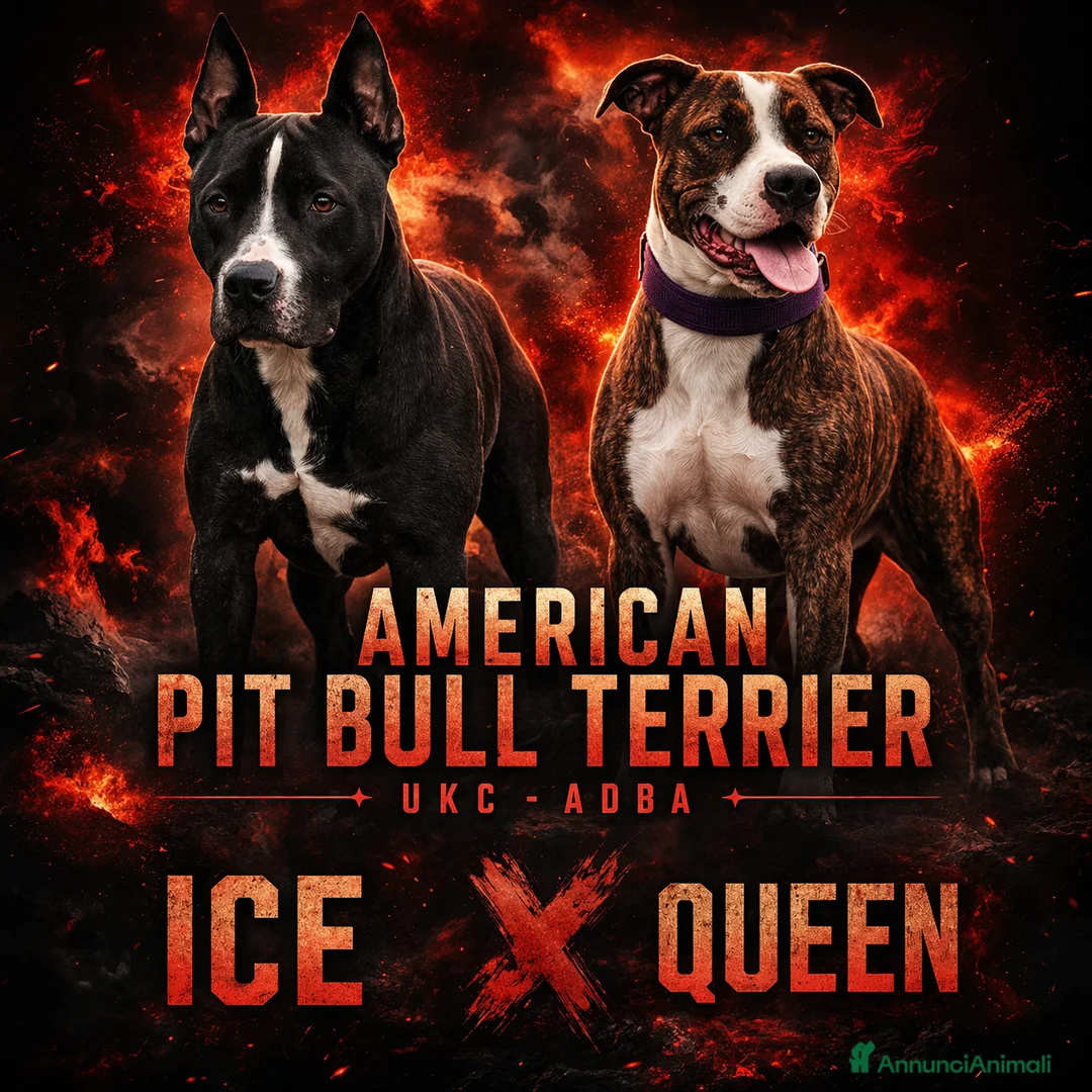 Pitbull cani in vendita: ULTIMI Cuccioli American Pitbull Terrier UKC  - Annuncio 1