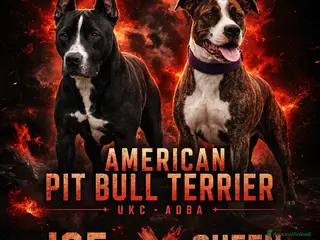 Pitbull cani ULTIMI Cuccioli American Pitbull Terrier UKC - Annuncio 1