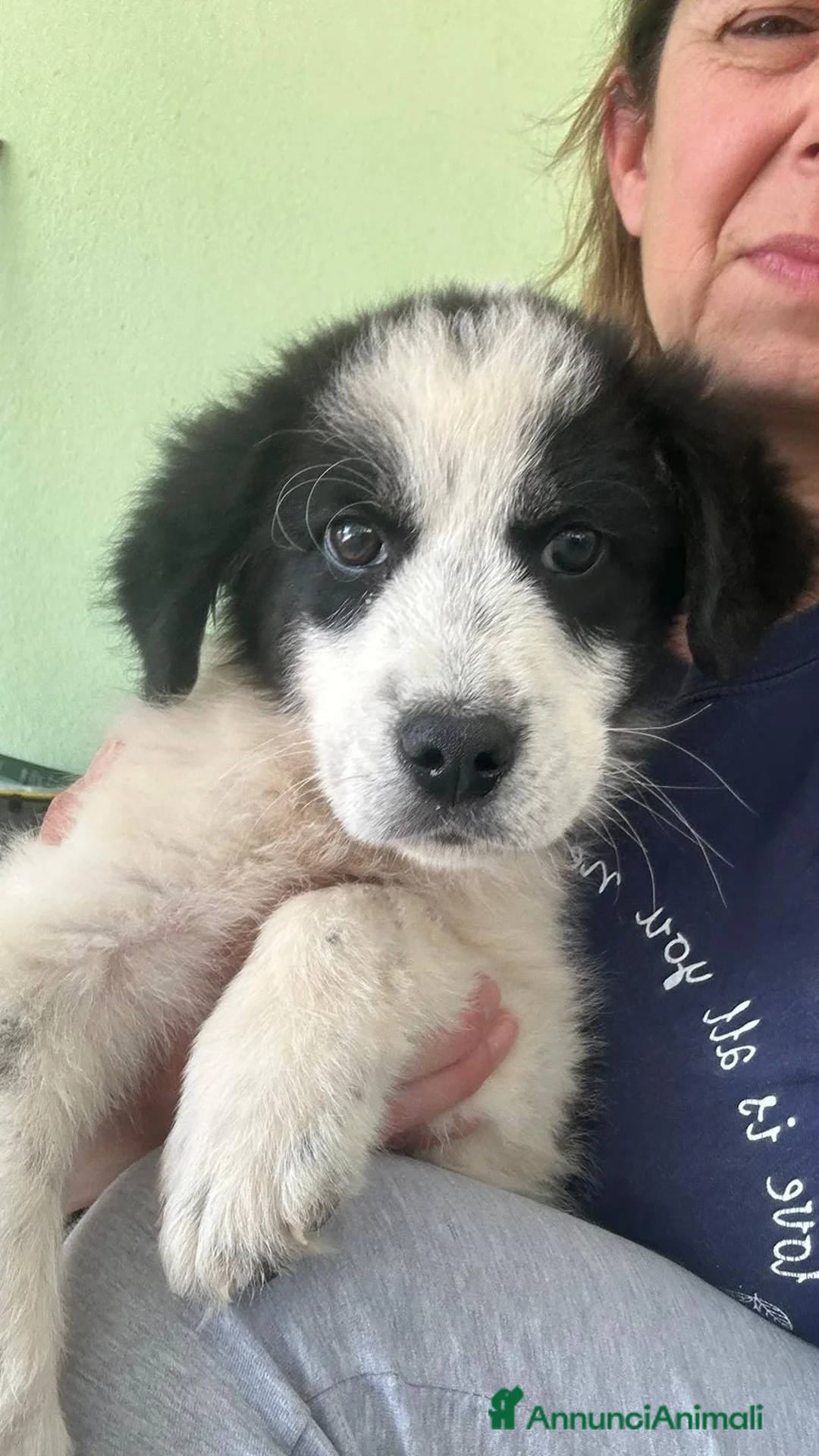 Meticcio cani in regalo: Kim maschio tg media a Città Metropolitana di Bologna - Annuncio 2