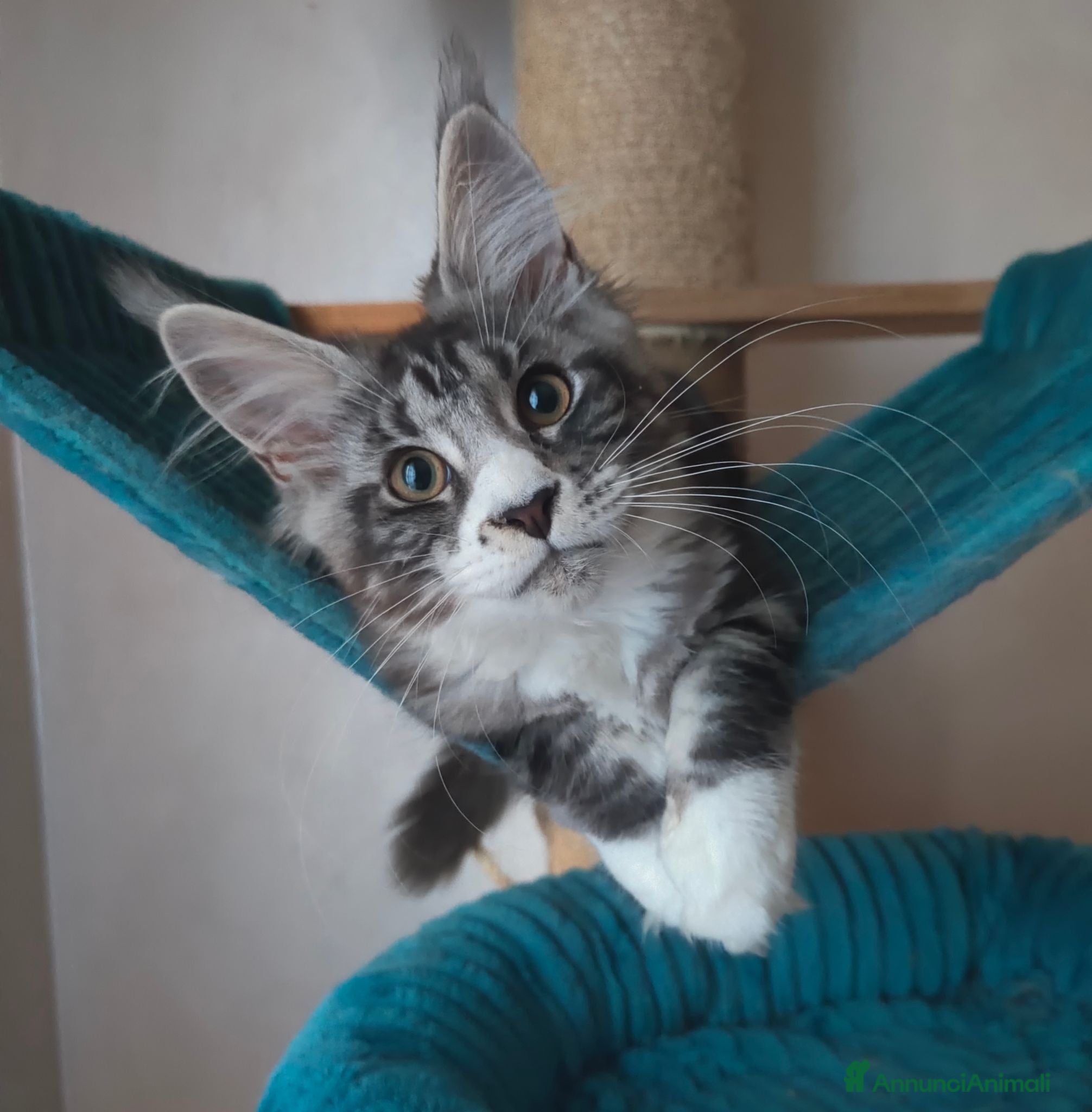 Maine Coon gatti PEPITA - Annuncio 5