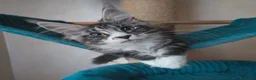 Maine Coon gatti in vendita: PEPITA - Annuncio 1