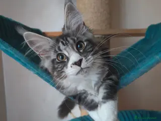 Maine Coon gatti PEPITA - Annuncio 5