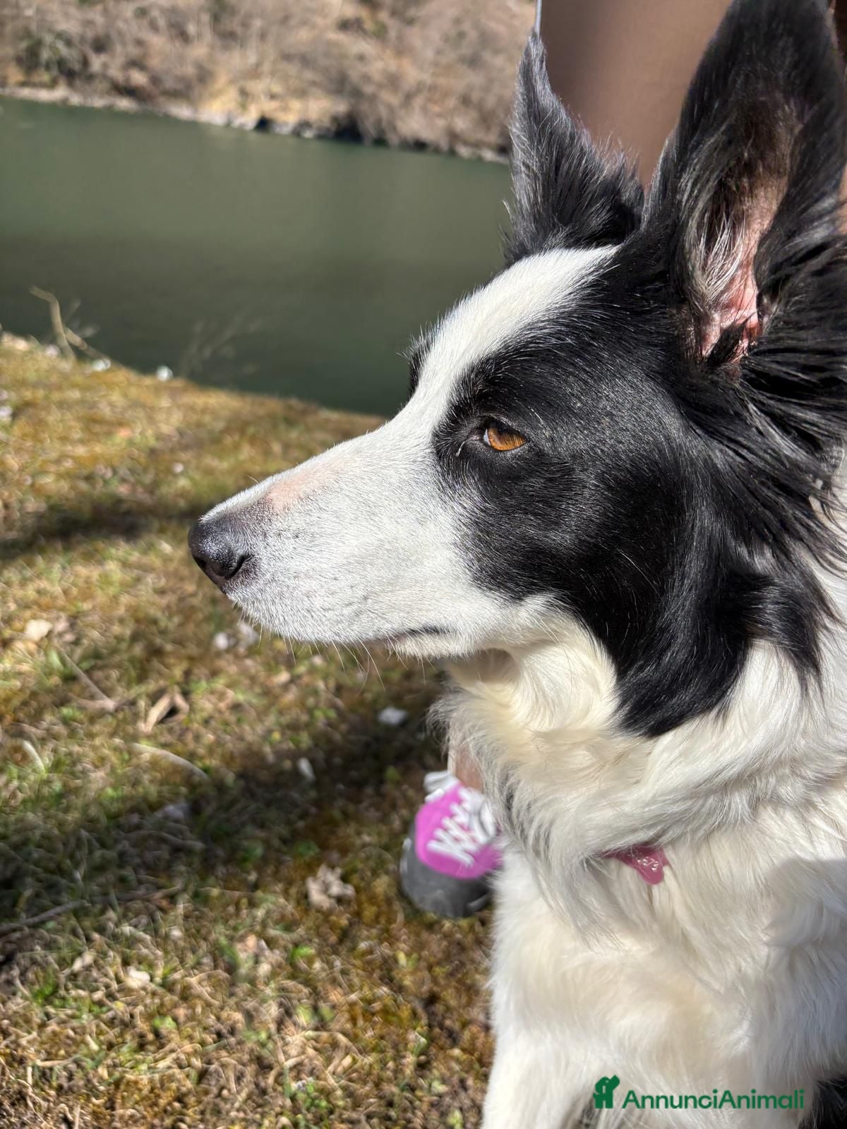 Border Collie cani Cuccioli Border Collie  - Annuncio 7