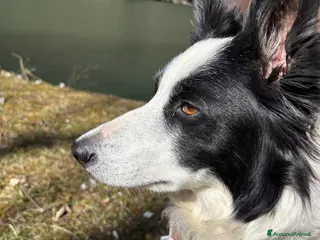 Border Collie cani Cuccioli Border Collie - Annuncio 7