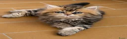 Persiano gatti in vendita: Dolcissimo cucciolo di persiano, golden - Annuncio 1