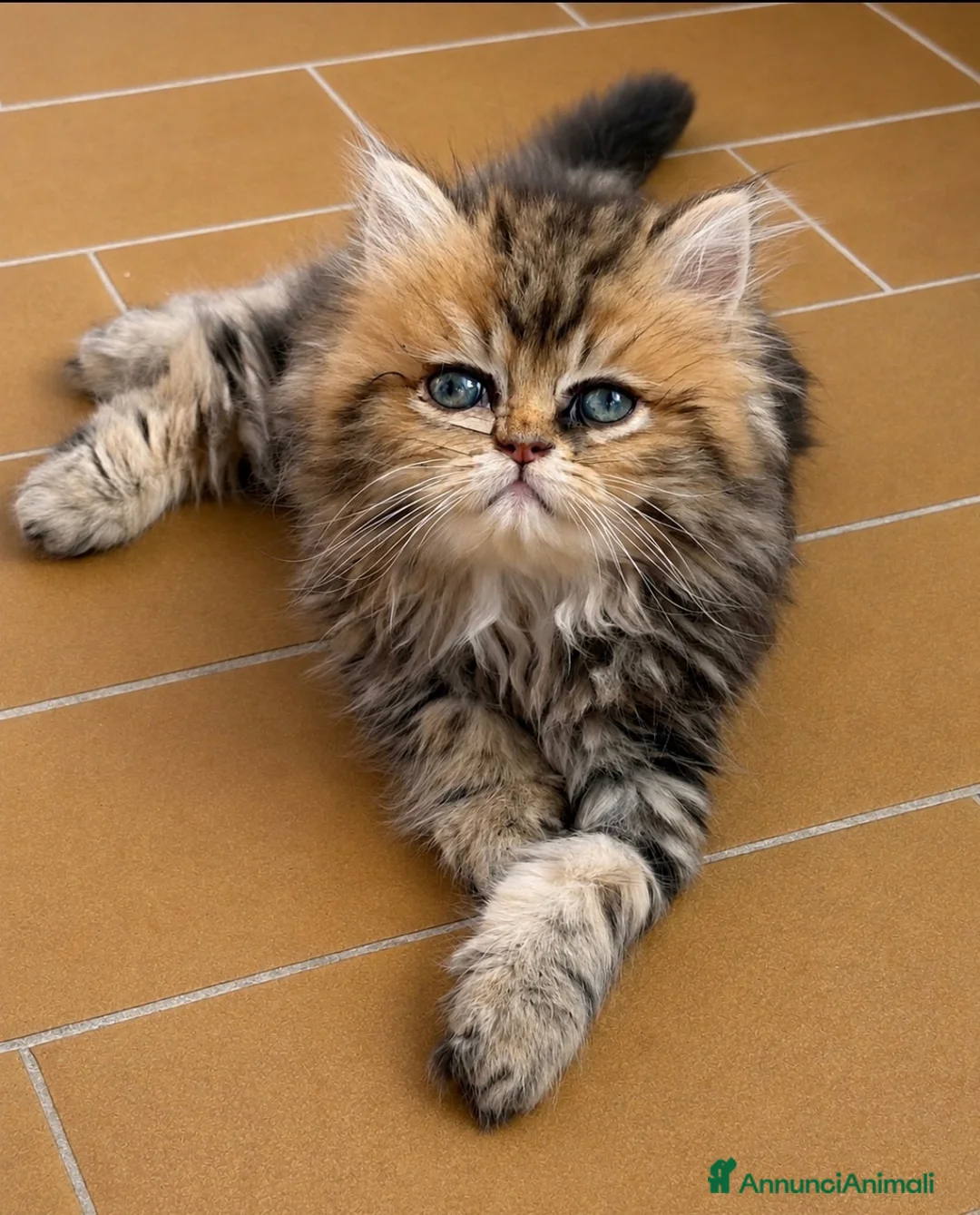Persiano gatti in vendita: Dolcissimo cucciolo di persiano, golden - Annuncio 1