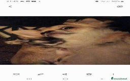 Chihuahua cani in vendita: Cuccioli Chihuahua a pelo lungo con Pedegree Enci  - Annuncio 15