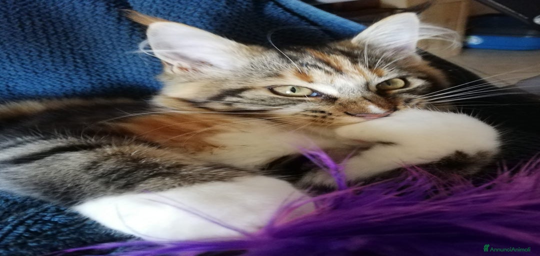 Immagine della galleria {{count}}