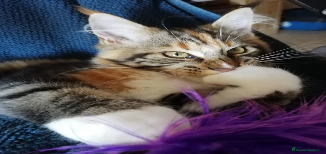 Immagine della galleria {{count}}