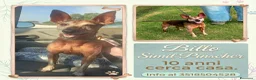 Meticcio cani in regalo: Billo simil pinscher cerca casa - in adozione - Annuncio 1