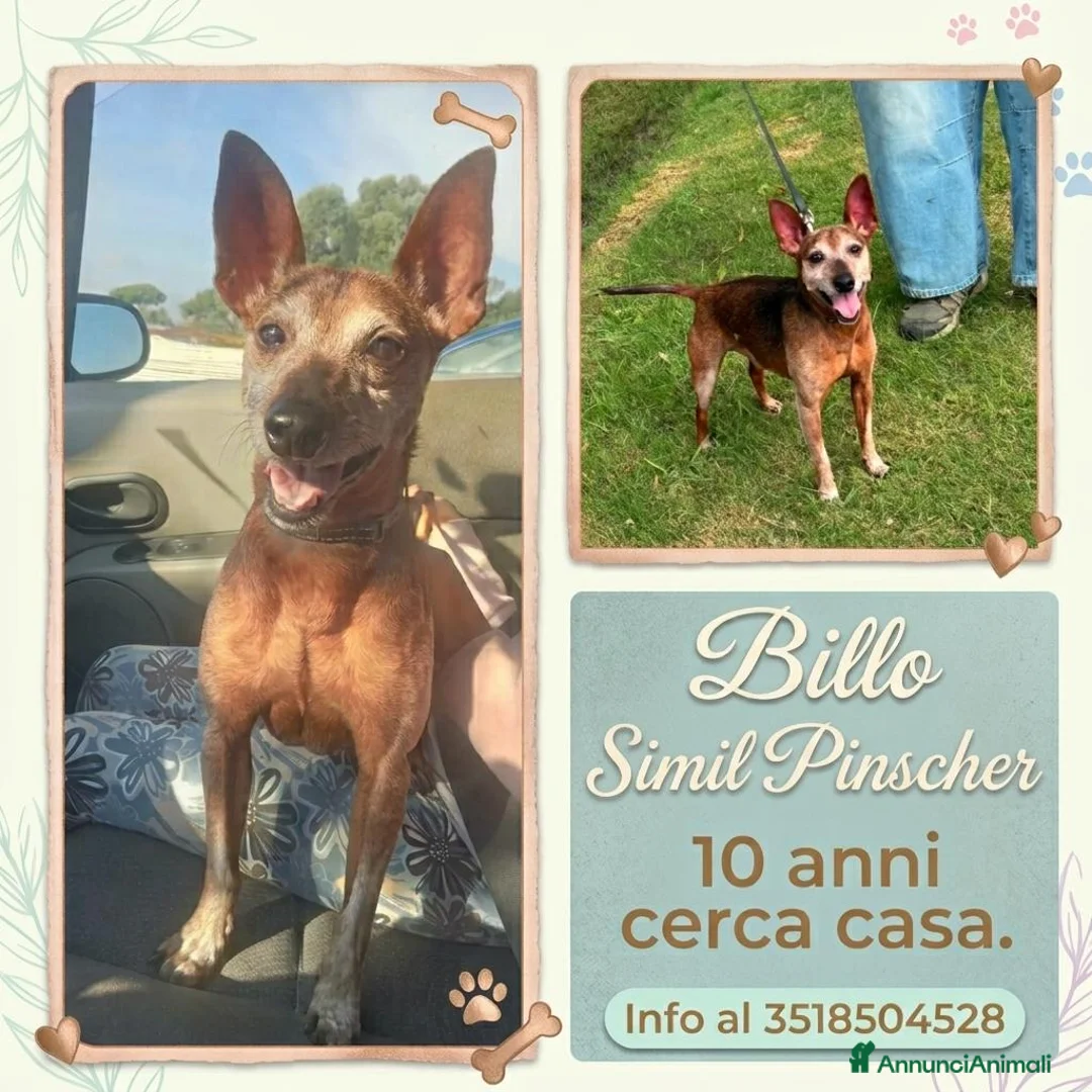 Meticcio cani in regalo: Billo simil pinscher cerca casa - in adozione - Annuncio 1