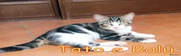 Europeo gatti in regalo: CERCHIAMO CASA PER TATO E BALU' - Annuncio 2