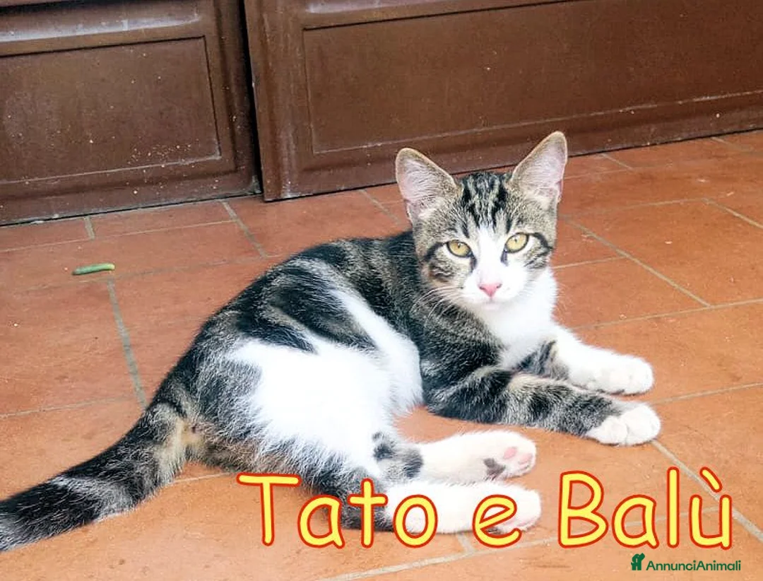 Europeo gatti in regalo: CERCHIAMO CASA PER TATO E BALU' - Annuncio 2