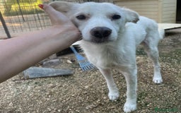 Meticcio cani in regalo: SOS SOS SOS DOLCISSIMO PLUTO a Provincia di Rimini - Annuncio 4