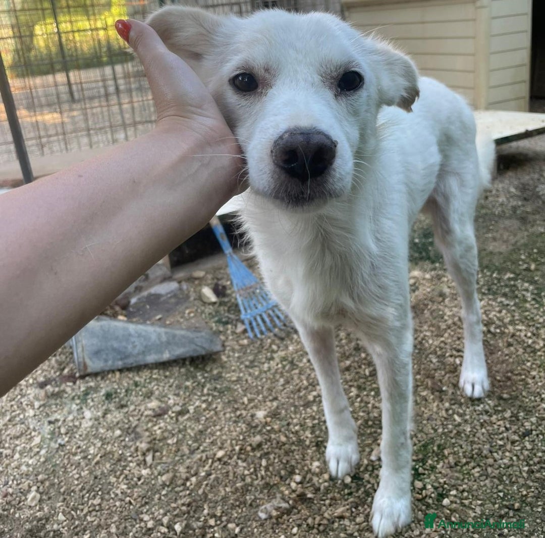 Meticcio cani in regalo: SOS SOS SOS DOLCISSIMO PLUTO a Provincia di Rimini - Annuncio 4