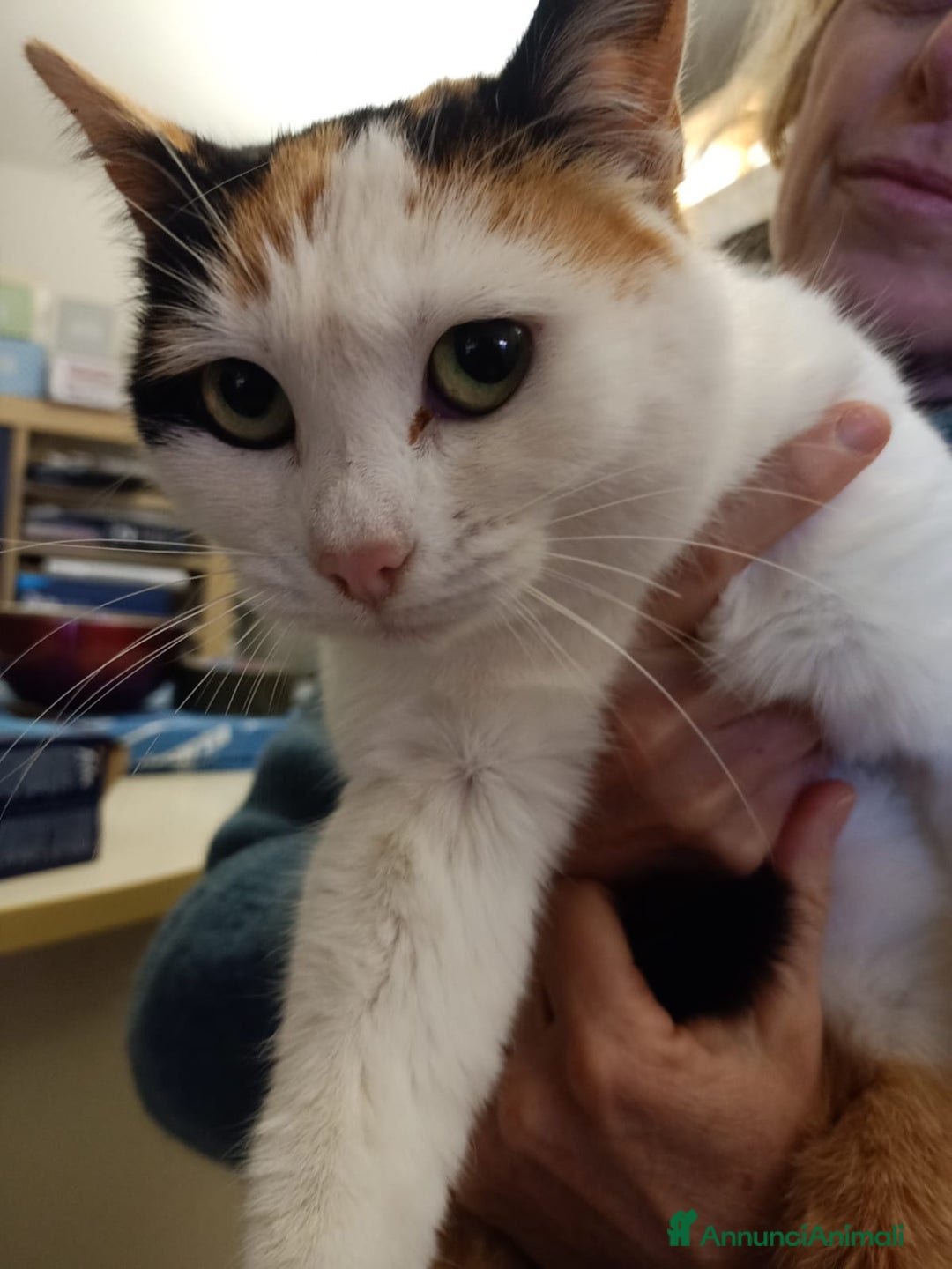 Meticcio gatti in regalo: Doucette - Annuncio 5