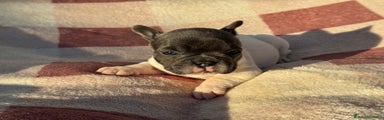 Bulldog Francese Cucciolo 4