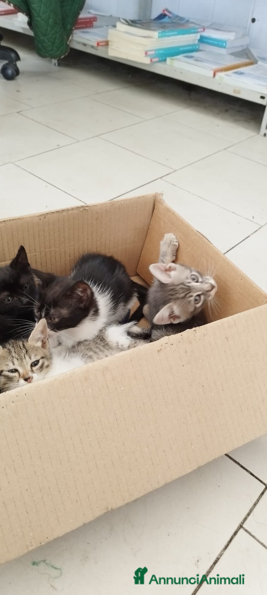 Europeo gatti in regalo: GATTINI CERCANO CASA - Annuncio 2