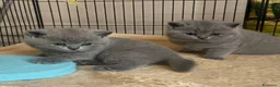 British gatti in vendita: British shorthair blu - Annuncio 26