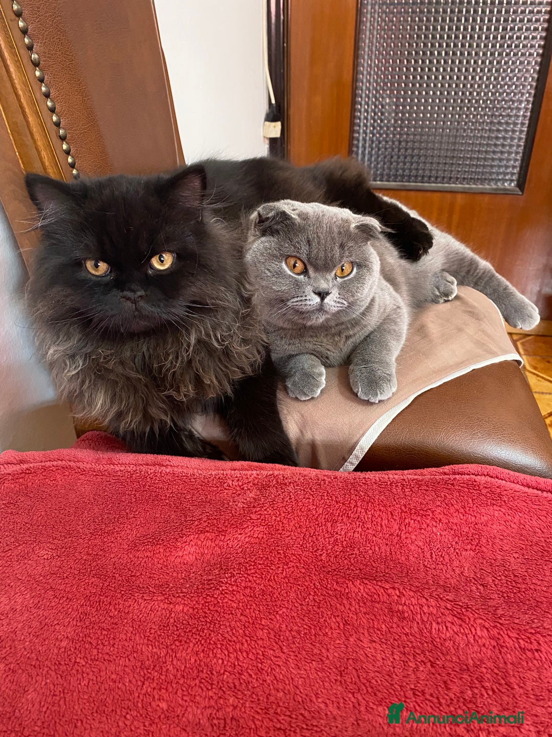 Scottish gatti in vendita: Scottish fold/straight gattini - Annuncio 7