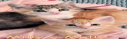 Europeo gatti in regalo: MILLY E MOLLY a Città metropolitana di Milano - Annuncio 6