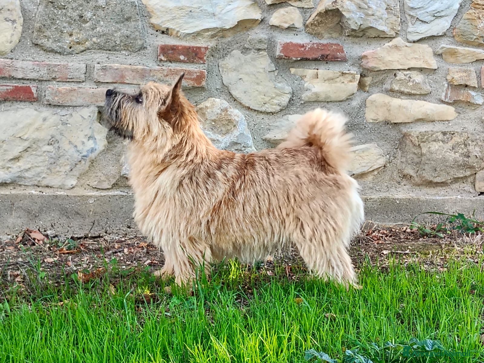 Norwich Terrier cani Cuccioli di Norwich Terrier - Annuncio 1