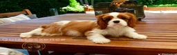 Cavalier King cani in vendita: Bellissima cucciola di Cavalier King - Annuncio 4