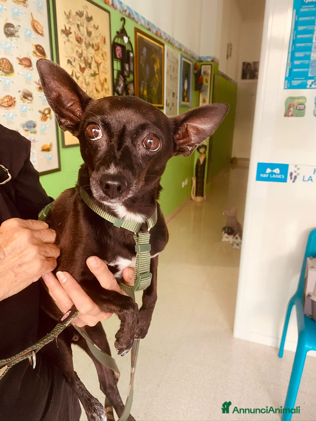 Pinscher Miniatura cani in regalo: Kikko pinscher affettuoso - Annuncio 2