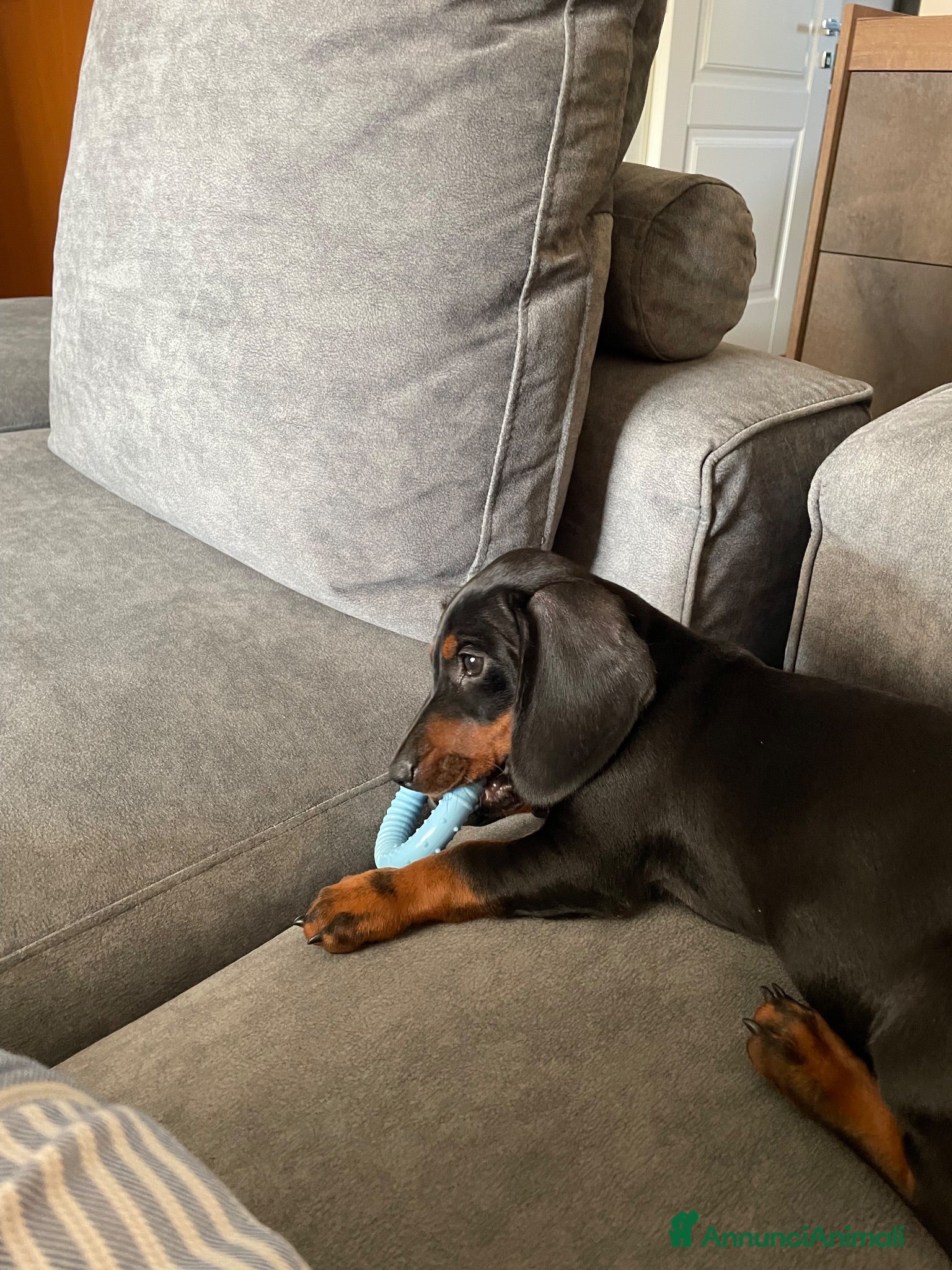 Bassotto cani VENDITA BASSOTTO NANO - Annuncio 24