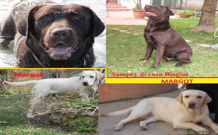 Labrador cani - Annuncio 1