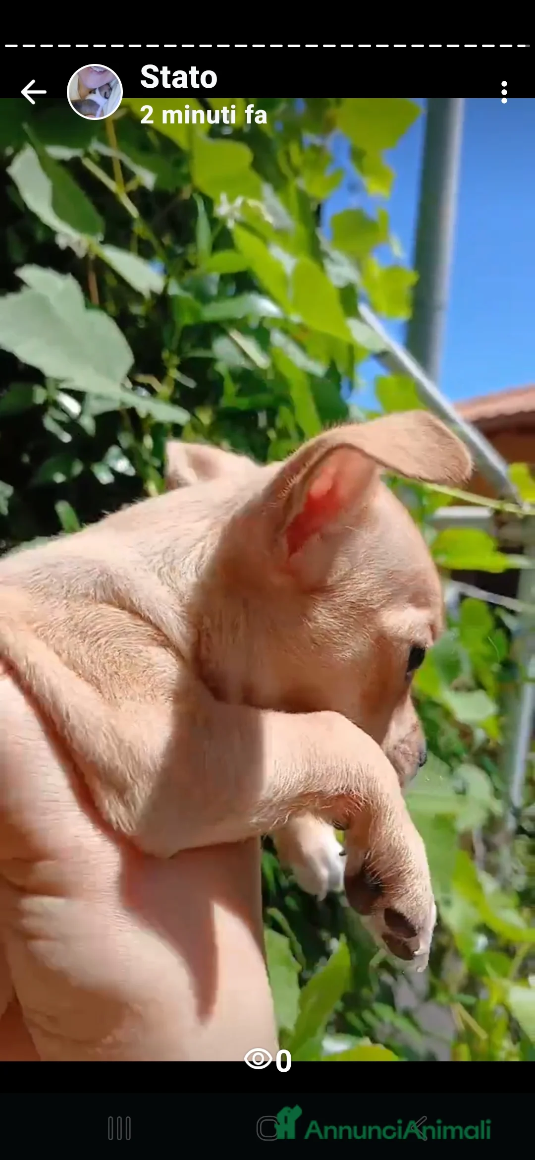 Chihuahua cani in vendita: Chihuahua Cuccioli stupendi a Città metropolitana di Roma Capitale - Annuncio 29
